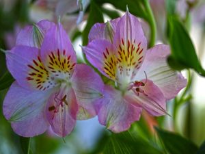 BAILARINAS PERFUMADAS