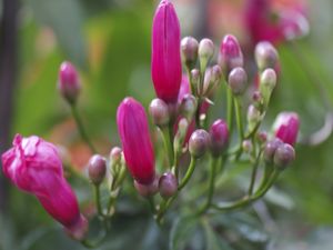 FLORES MARAVILHA