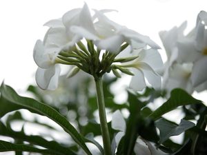 DELICADEZA FLORAL