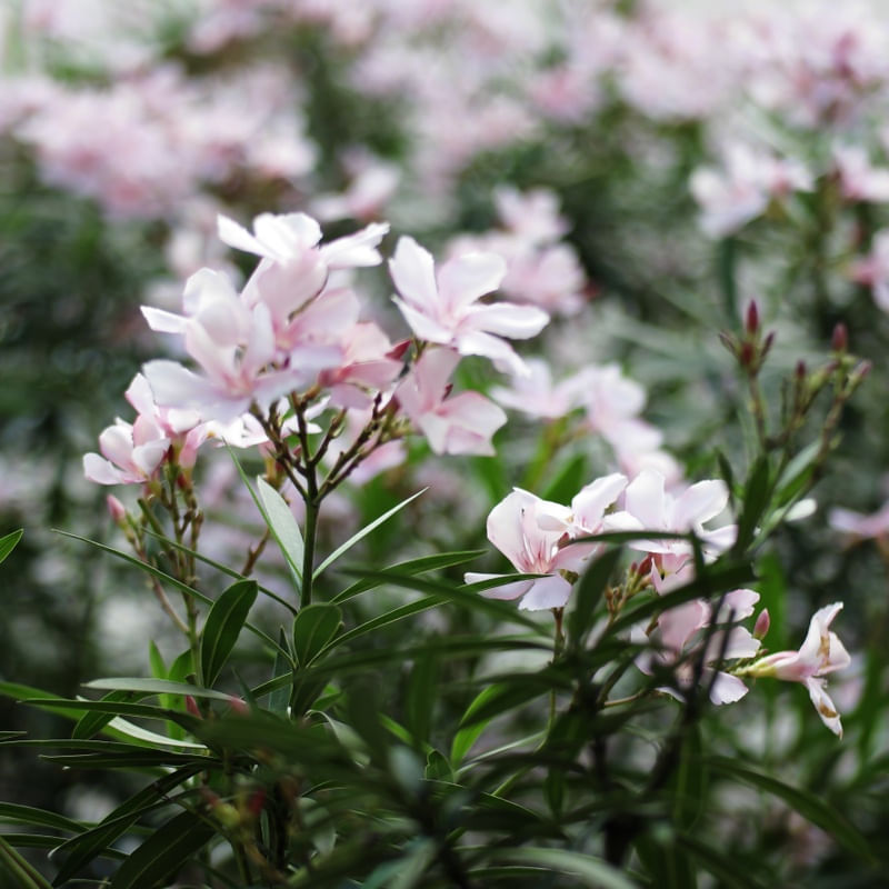 MAÇO DE FLORES