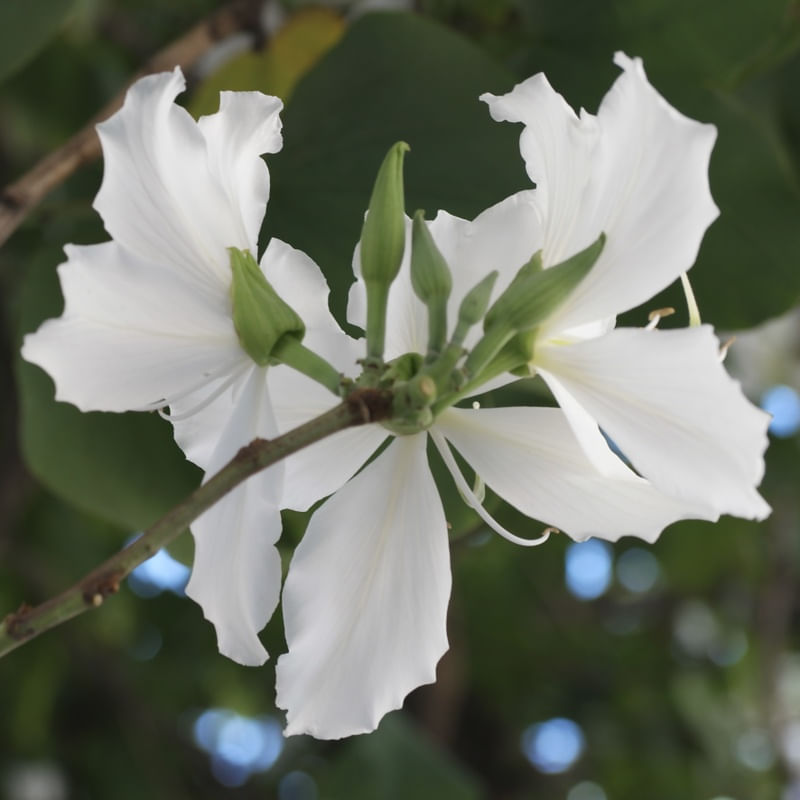 MARAVILHOSA