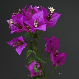 BUQUET DE HORTÊNSIAS