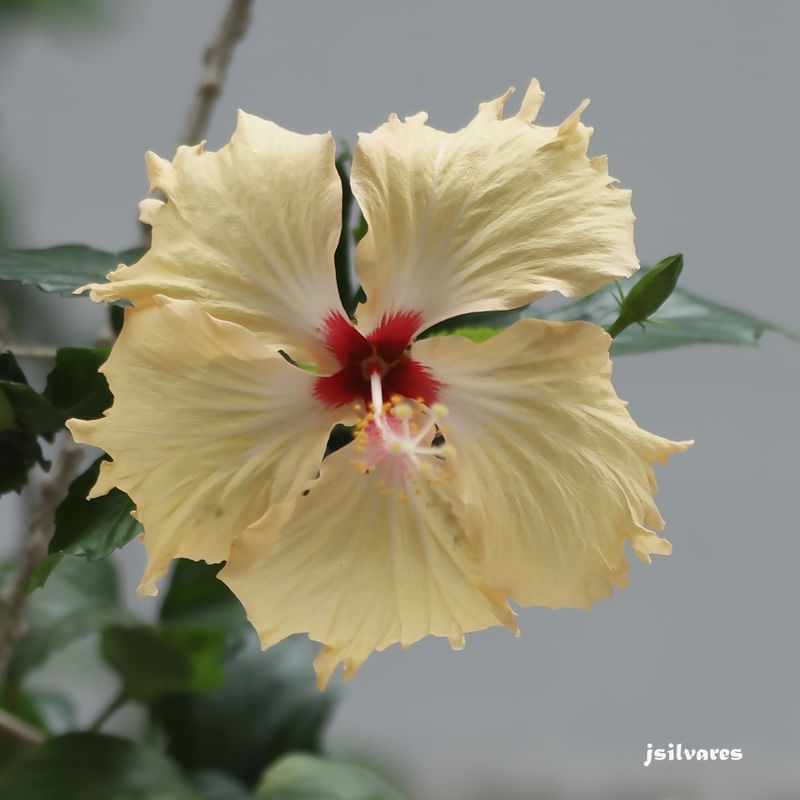 VISIBILIDADE FLORAL