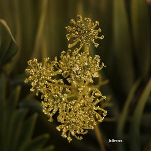 DECORAÇÃO VERDE