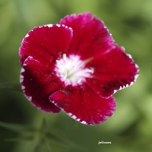 FLORISBELA VERMELHA