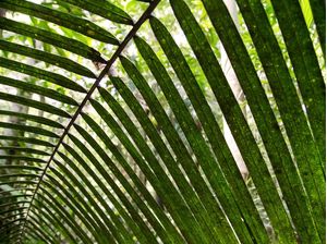 SOMBRA AMAZONICA