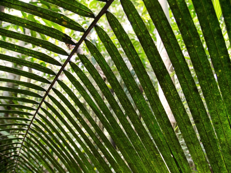 SOMBRA AMAZONICA