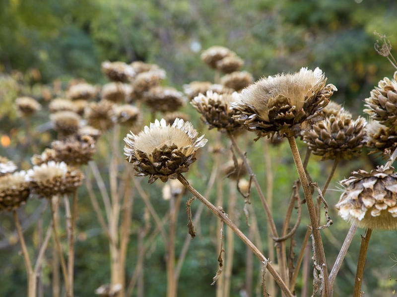 WILD DRY FLOWERS