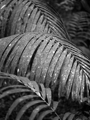 PALMEIRA AMAZONICA