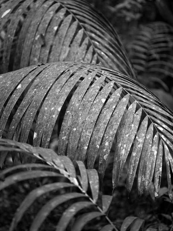 PALMEIRA AMAZONICA