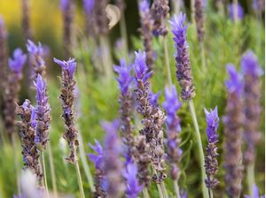 LAVANDA FLOWER