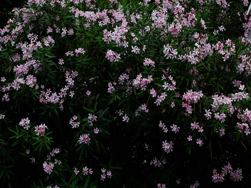 CERCA JARDIM