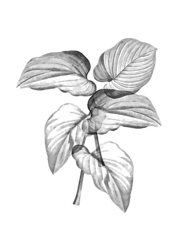 URBAL FLORA 4