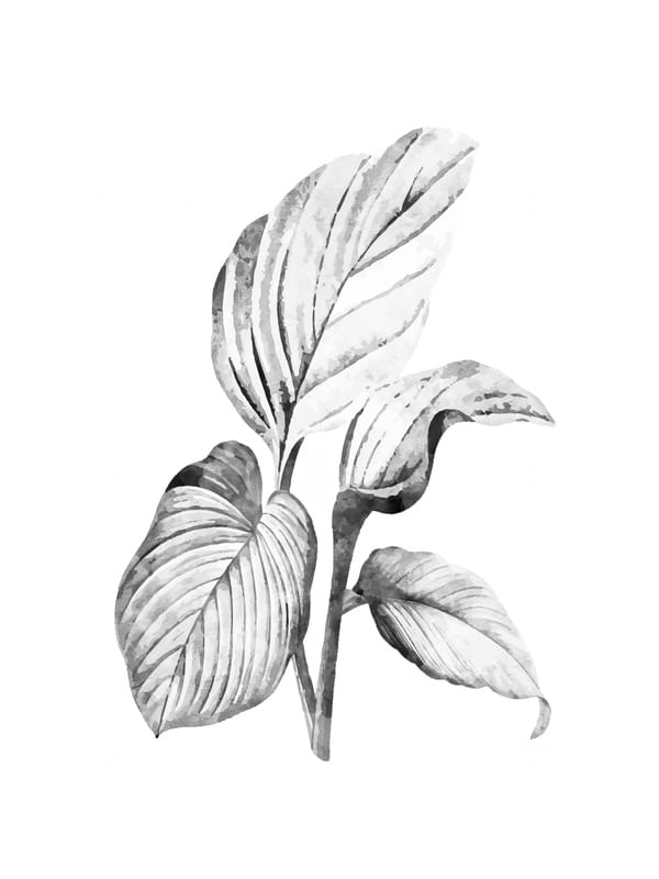 URBAL FLORA 3
