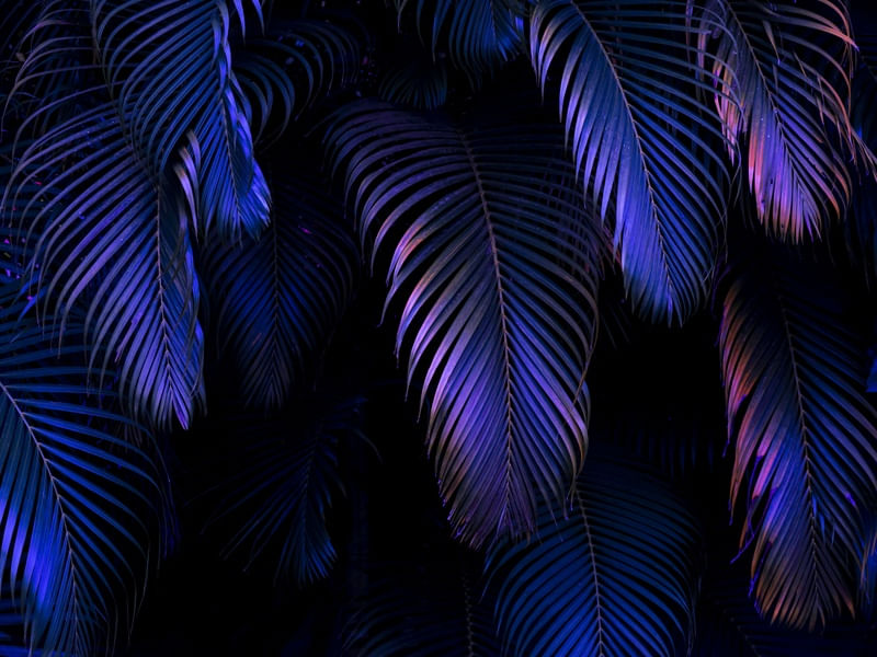 NEON JUNGLE 3