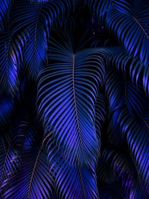 NEON JUNGLE 2