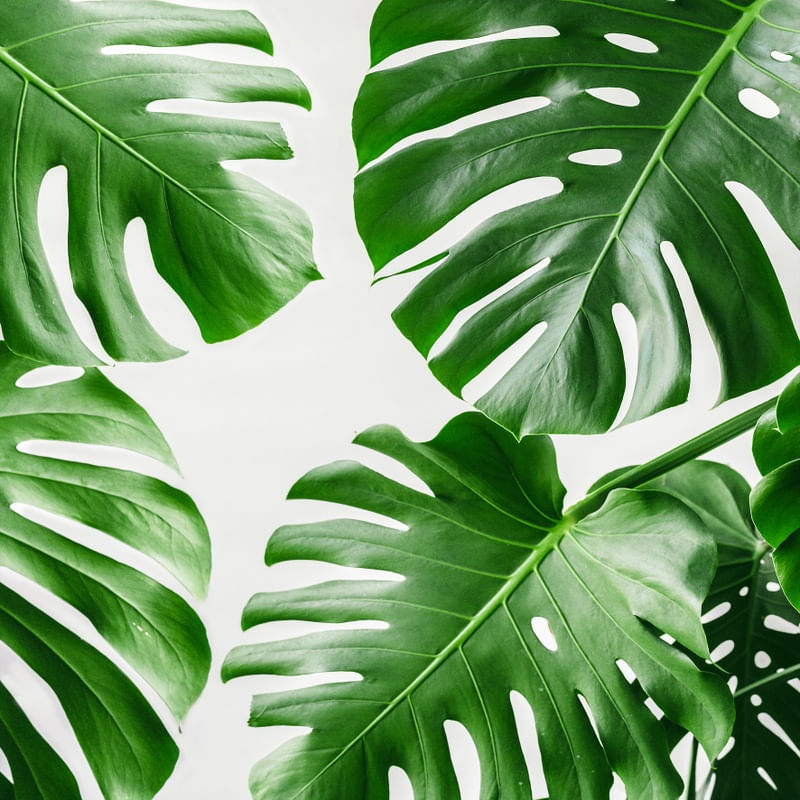 FOLHA TROPICAL - 20A - Q