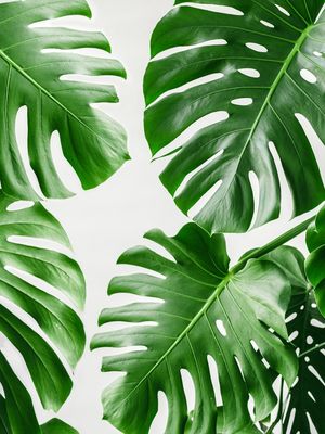 FOLHA TROPICAL - 20A