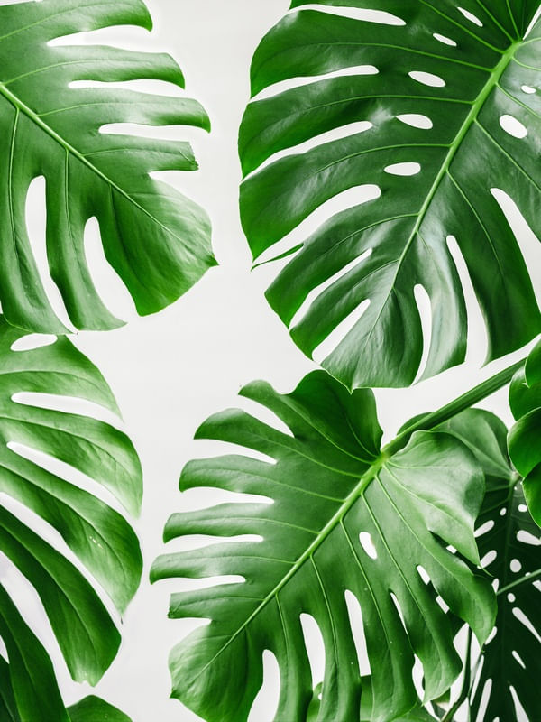 FOLHA TROPICAL - 20A
