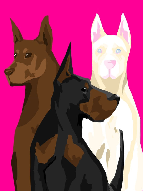 WAR DOGS