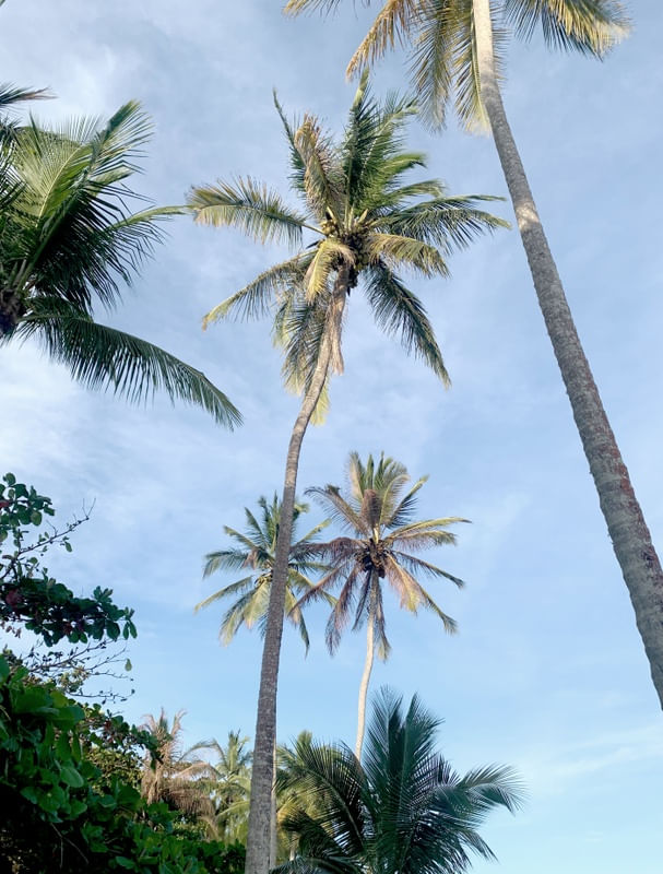 COQUEIROS DE TRANCOSO