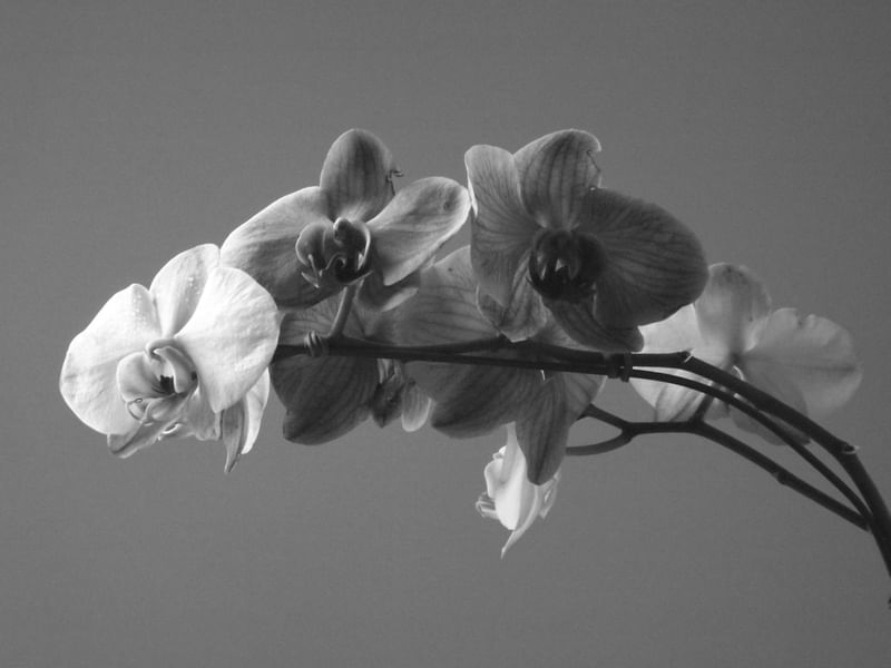 ORQUÍDEA PB