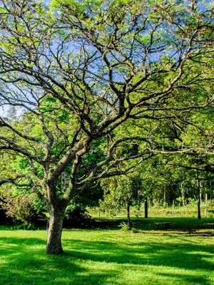 ÁRVORE AO CAMPO