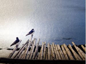 CASAL DE PÁSSAROS - CASA PUEBLO
