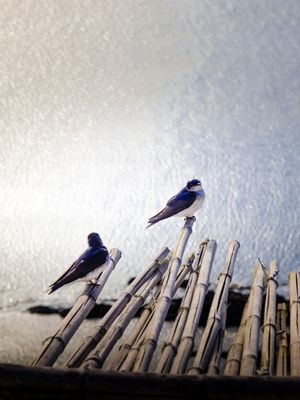 O CASAL DE PÁSSAROS