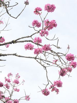 RJ - IPÊ ROSA