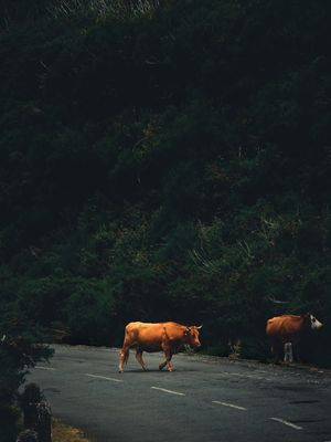 COMPANHIAS NA MADEIRA