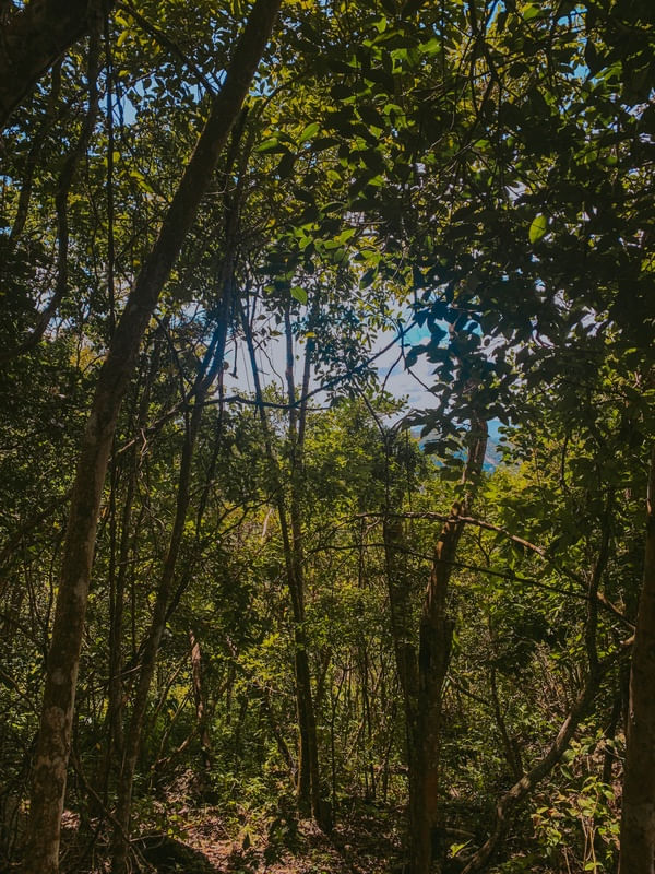 VERDE VER