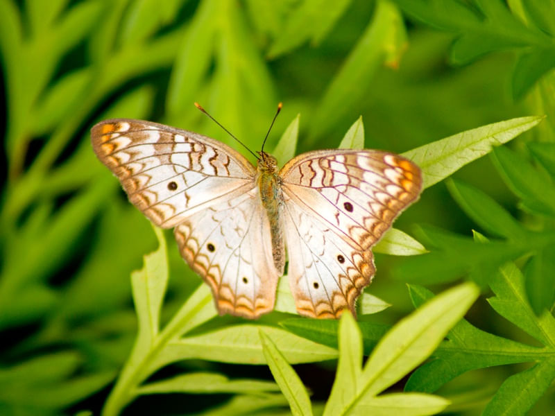 BORBOLETA FUNDO VERDE