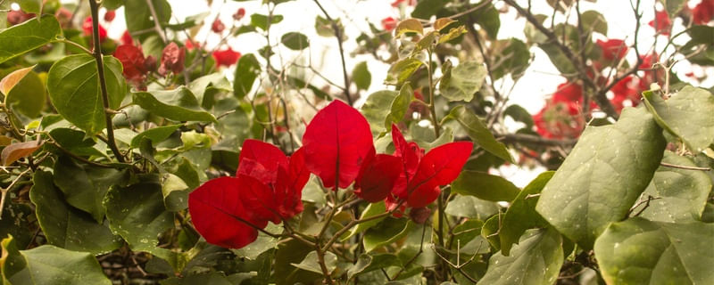 FLORES VERMELHAS NO JARDIM