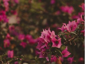 CLOSE UP DE FLORES DE AZALÉIA ROSA