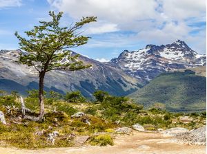ÁRVORE COM MONTANHAS NEVADAS AO FUNDO EM VALLE DE LOBOS - USHUAIA