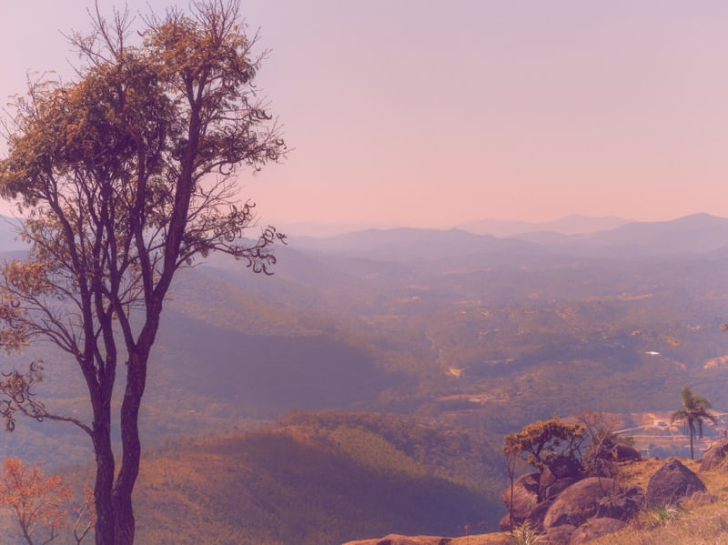 BOSQUE ROSA