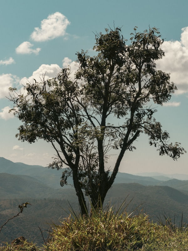 EL ARBOL SOLITARIO