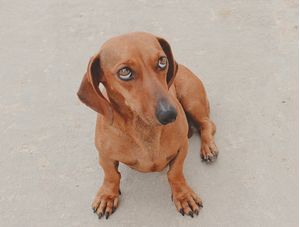 CACHORRO SENTADO COM CARA DE COITADO