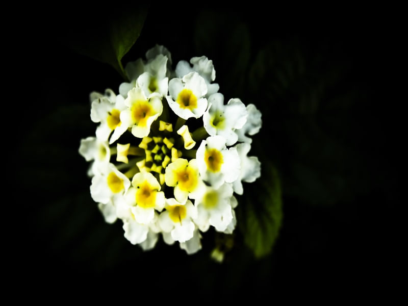 NATUREZA 13 ARTISTA GLORIA RIMES