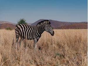 PILANESBERG NATIONAL PARK
