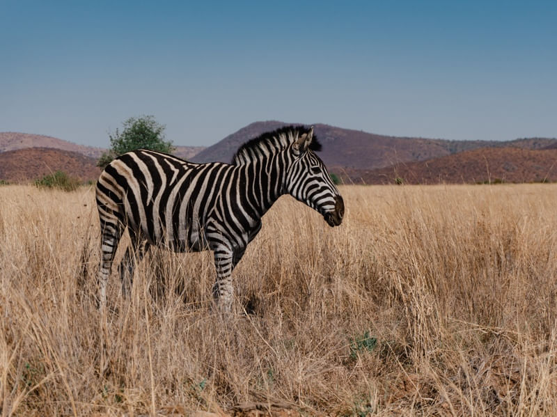 PILANESBERG NATIONAL PARK