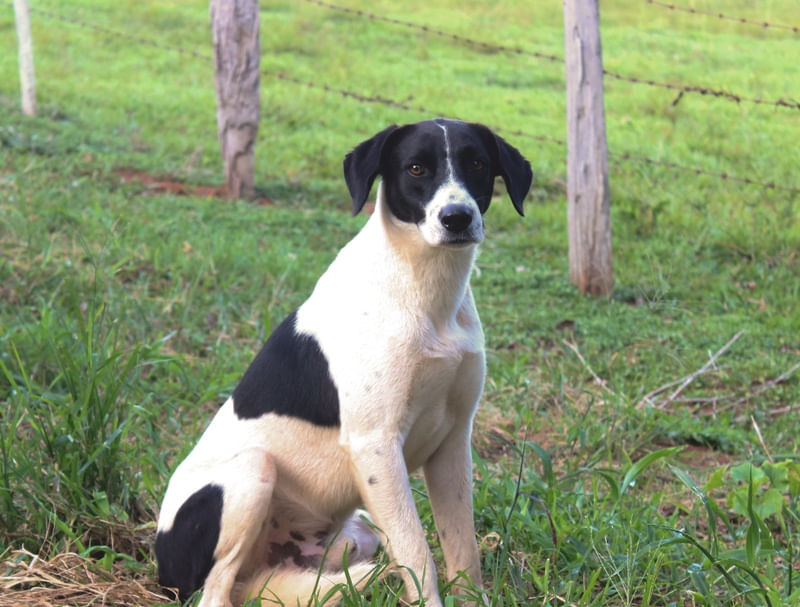 RETRATO DE CACHORRO SENTADO