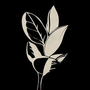 NOSSA FLORA PB 6