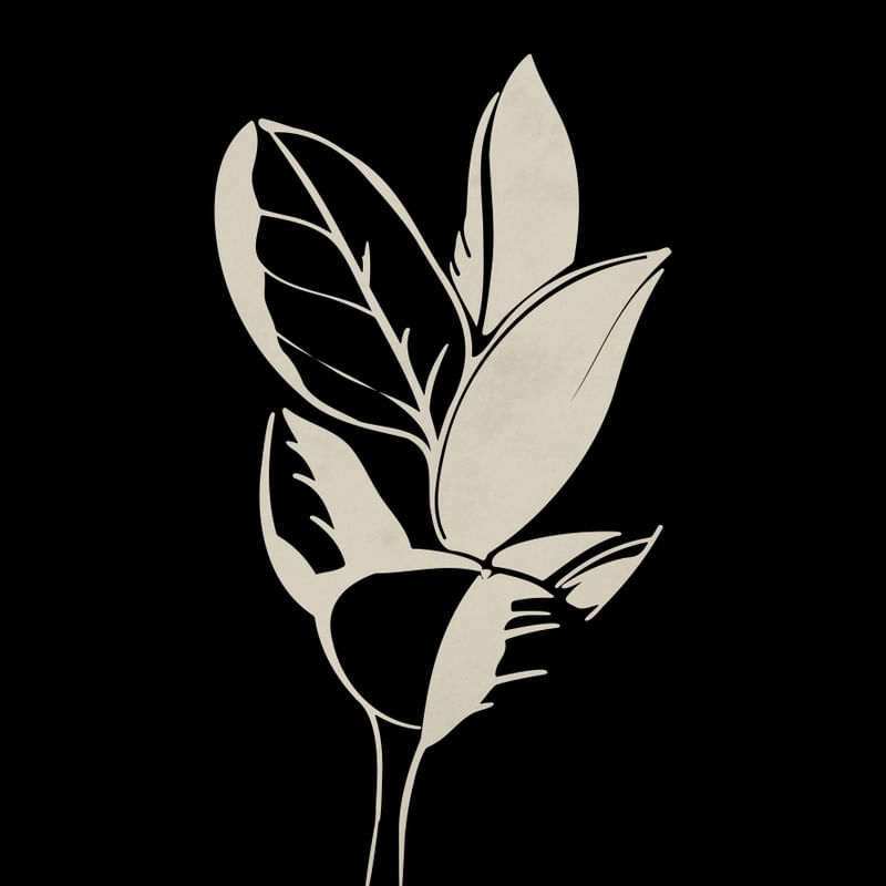 NOSSA FLORA PB 6