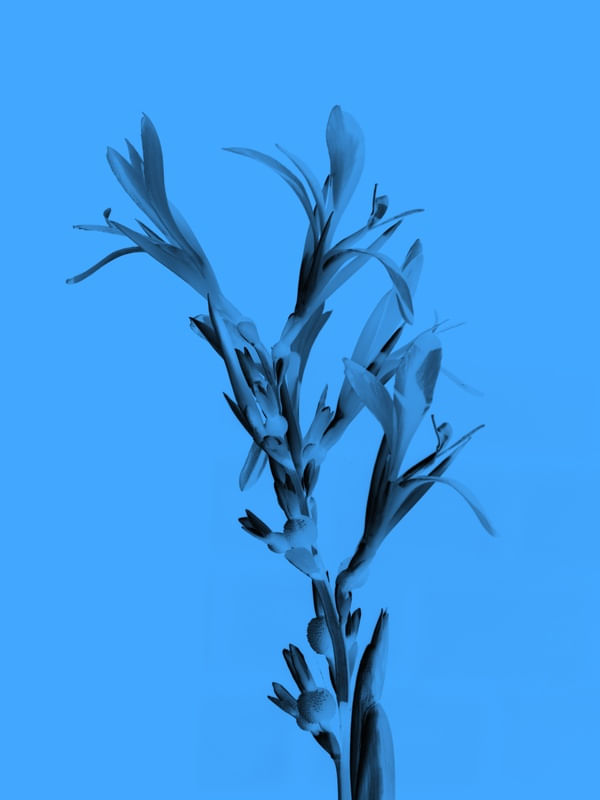 MONOCROMÁTICA 11