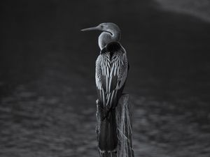 BIGUATINGA2