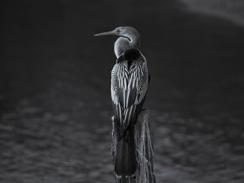 BIGUATINGA2