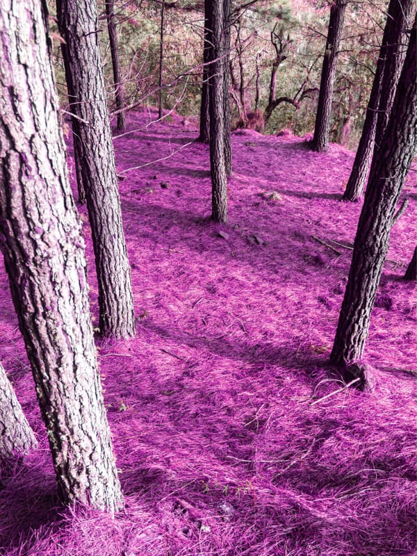 SURREAL FOREST