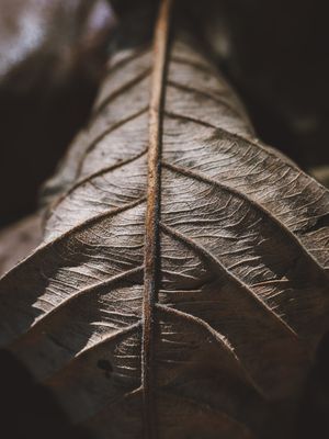 CRACKED LEAF
